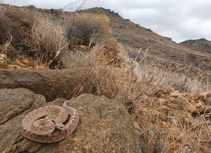 Arizona Glossy Snake